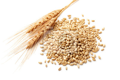 Bajar de peso: ayuda eliminar el   trigo?